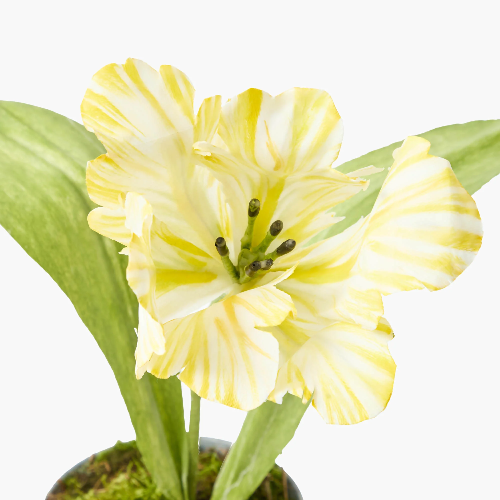 Mrs. Alice Handpainted Yellow Tulip - Image 4
